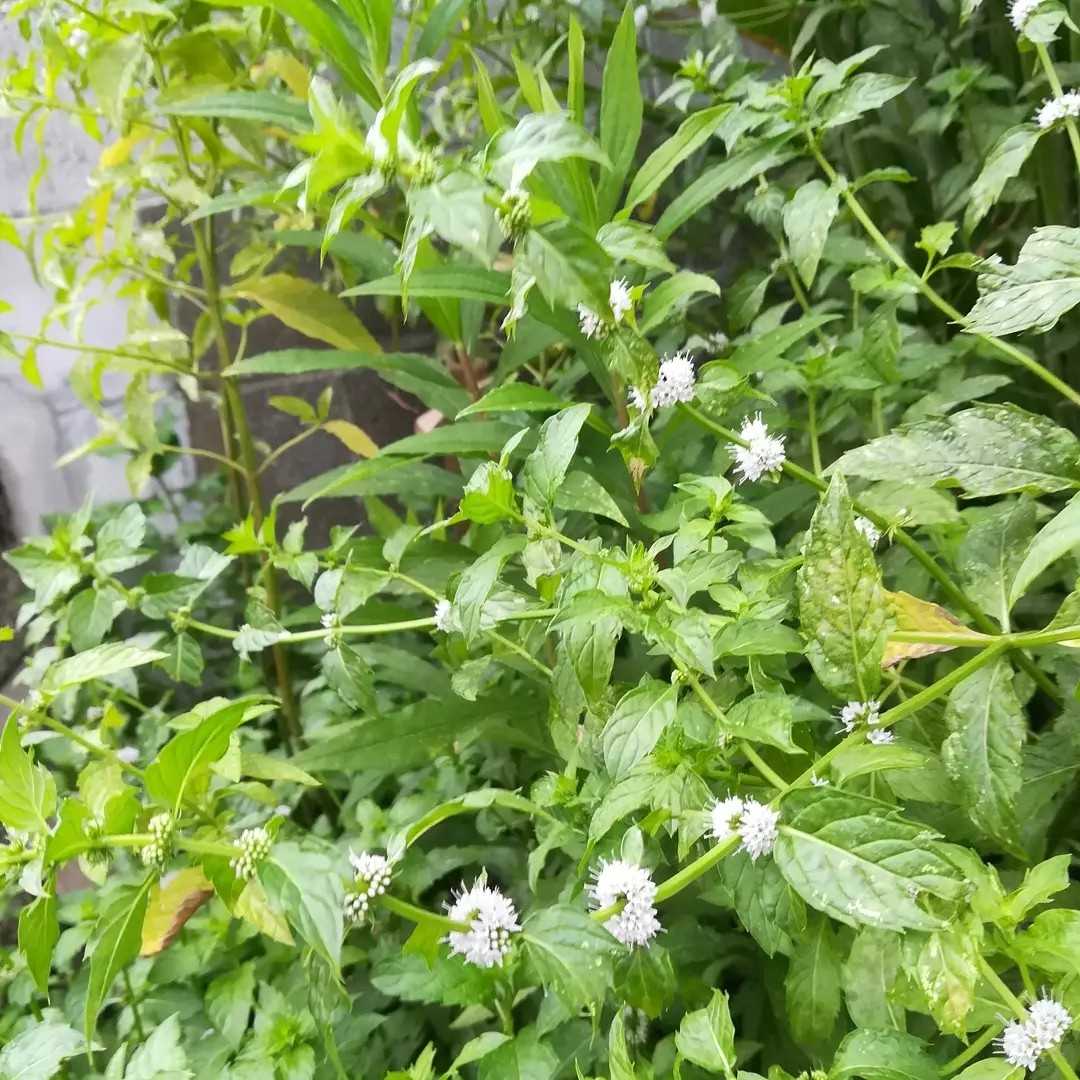 日本薄荷の花 びいとるのブログ 楽天ブログ