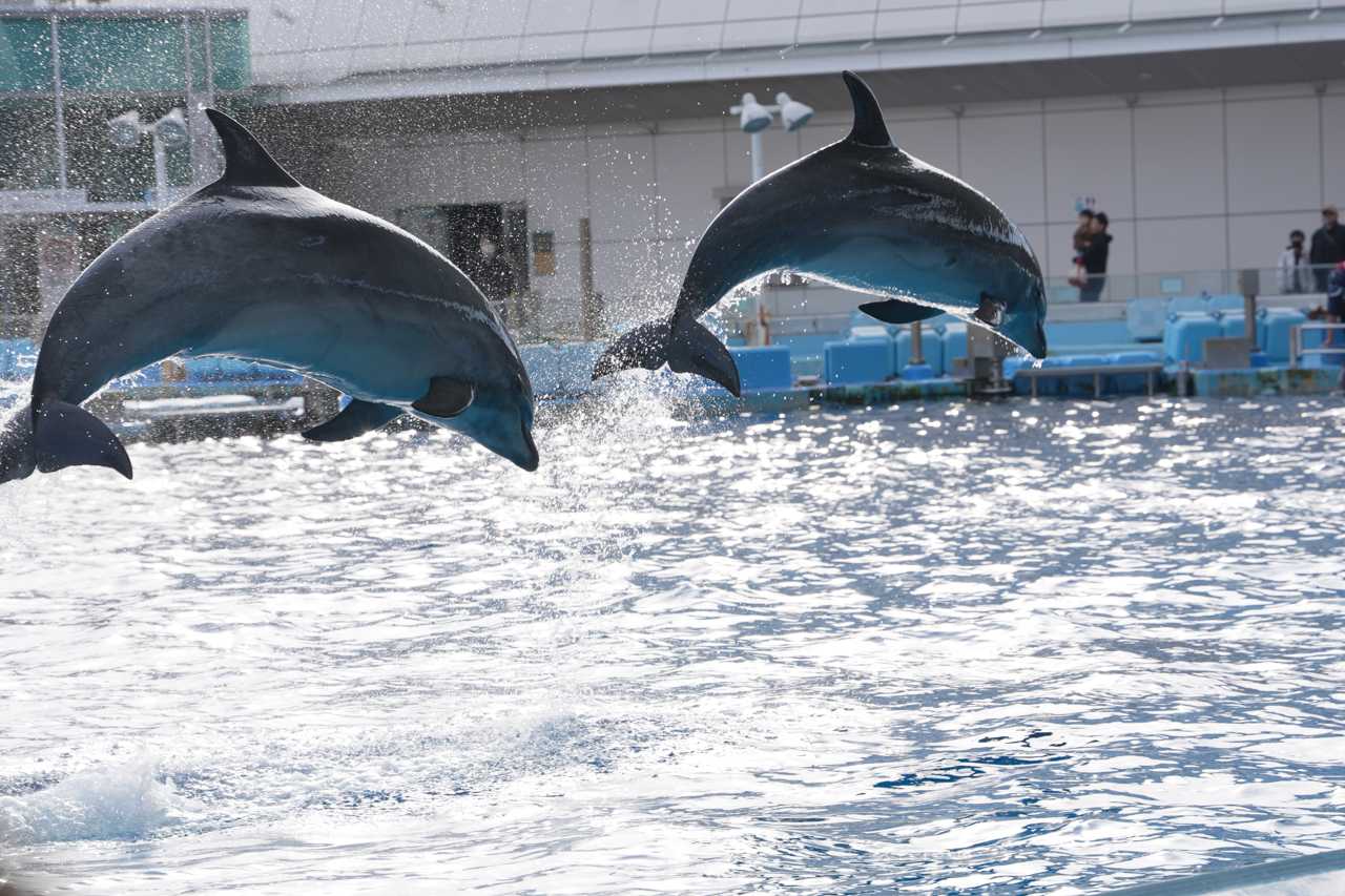 名古屋港水族館 イルカショー | イルカカメラとわんわんWinとねこMac
