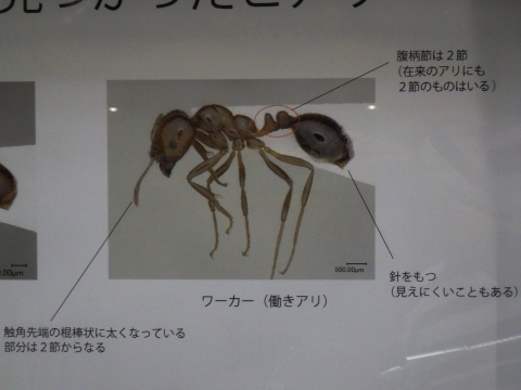 大阪市立自然史博物館2017年9月中旬6　ヒアリのワーカー（働きアリ）