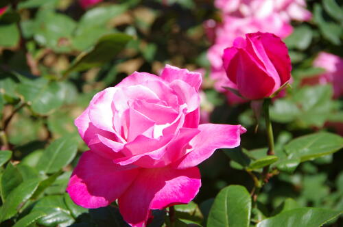 谷津バラ園のバラの花