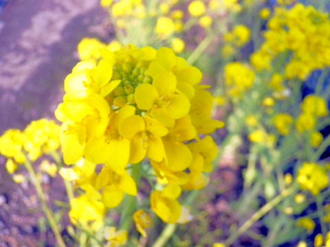 菜の花