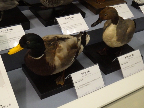 大阪市立自然史博物館2017年7月中旬22　河口の水鳥
