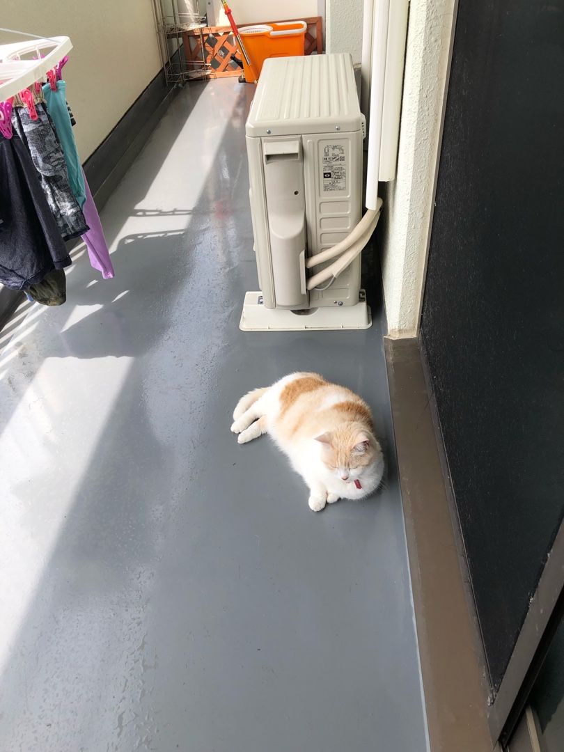 猫の額は小さいが考える事は素晴らしいね マンチカンのビーちゃん 楽天ブログ