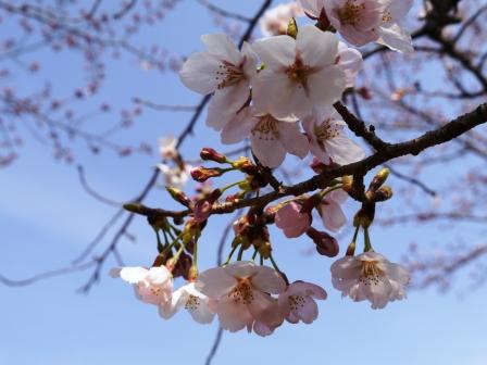 P1060674（桜６）.jpg