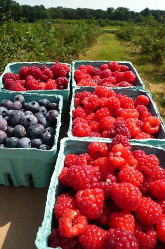 harvest.jpg