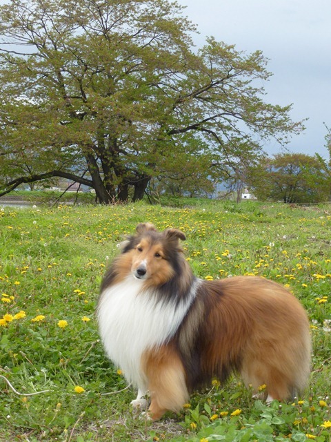 P1000354 - コピー.JPG