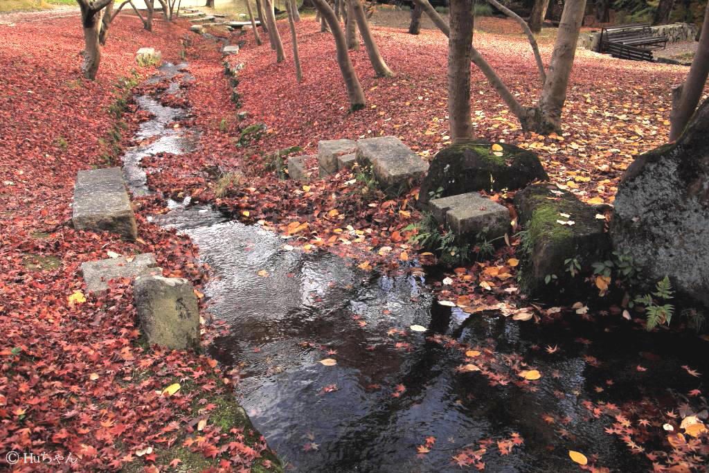 ３ ５８９ー万博記念公園の紅葉２０１９その９ Huちゃん 写真日記 楽天ブログ