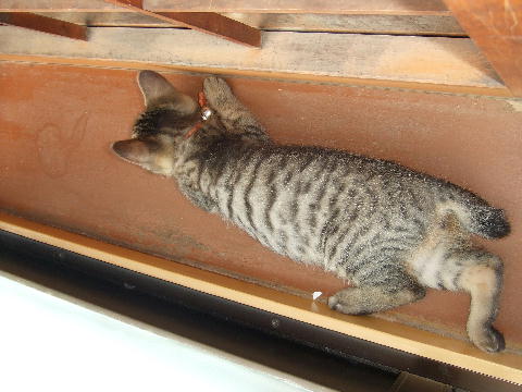 猫５.JPG