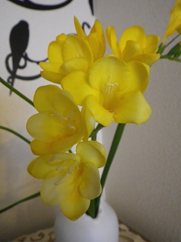 freesia
