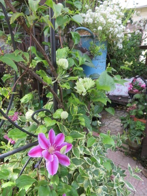 小さな幸せを探して前に進む クレマチスたちの開花に心躍る日々 ばぁばの薔薇の花園 楽天ブログ