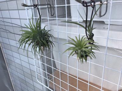 チランジア冬の野外管理チャレンジ 3週目 Tillandsia ティランジア チランジア エアプランツ エアープランツ 育成記録 楽天ブログ