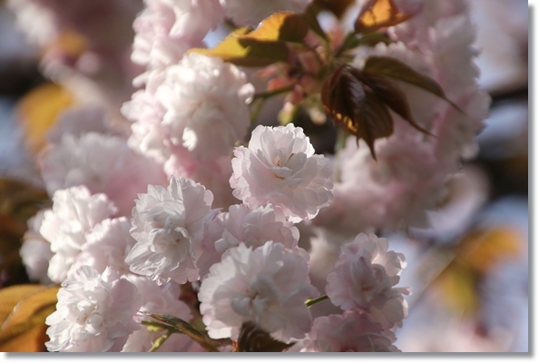 樹木公園-37 紅玉錦-2 16.4.20