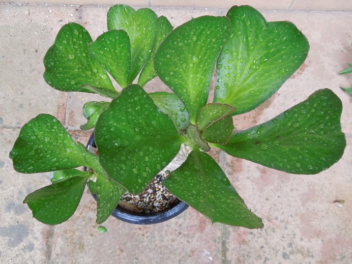 ベネニフィカ7-13ｰ1