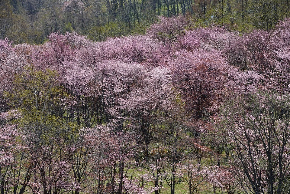 オホーツク 網走市 天都山 昨年の桜 2