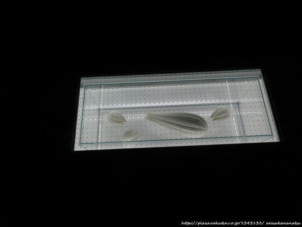 アラスカで捕獲された魚は約200年前のものである可能性がある