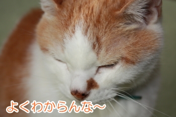 kapu