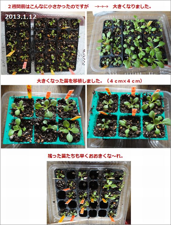 1月12日移植のペチュニアをさらに移植しました。