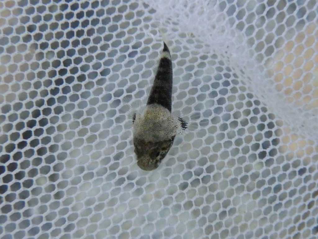 串本磯採集2023年7月下旬56　ヤハズハゼ（Bathygobius cyclopterus）