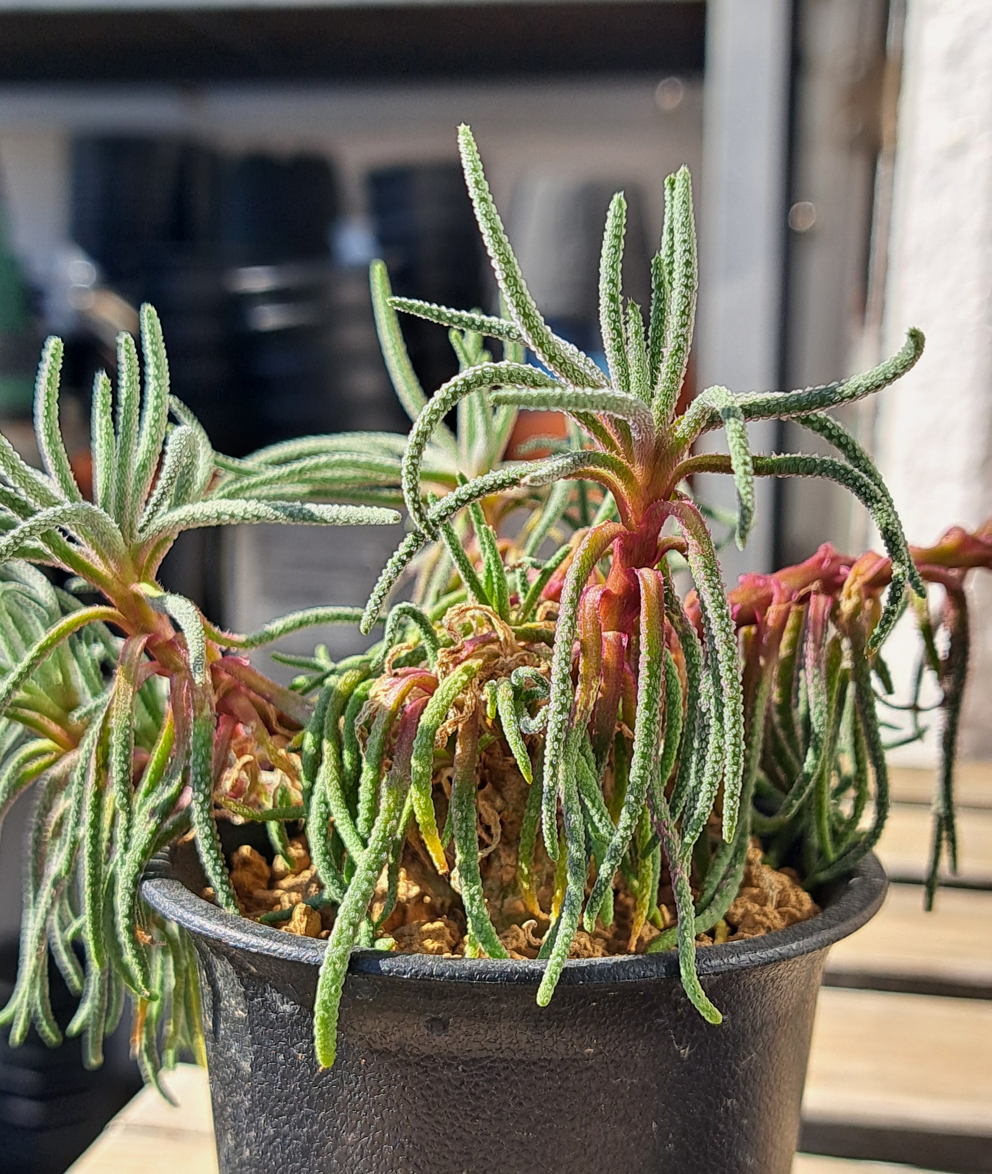 フィロボルス・ラビエイ　極上株 フィロボルス・ラビエイ | デルオの多肉日記 - 楽天ブログ