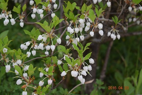 DSC_0210.JPG