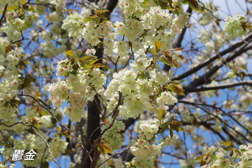 浜離宮恩賜庭園の八重桜