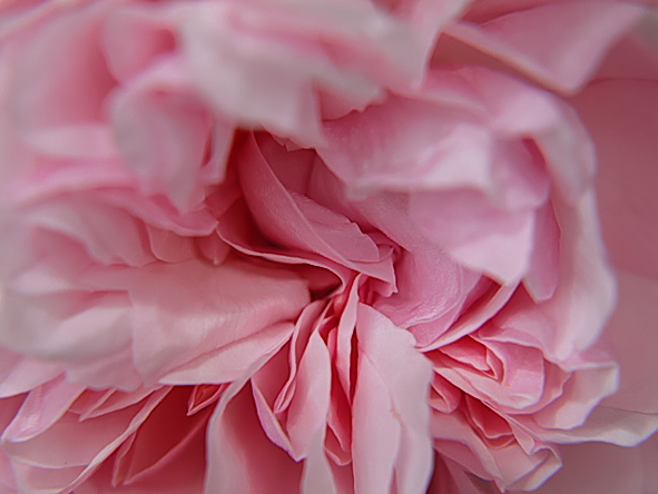 ピンク・グルス・アン・アーヘン