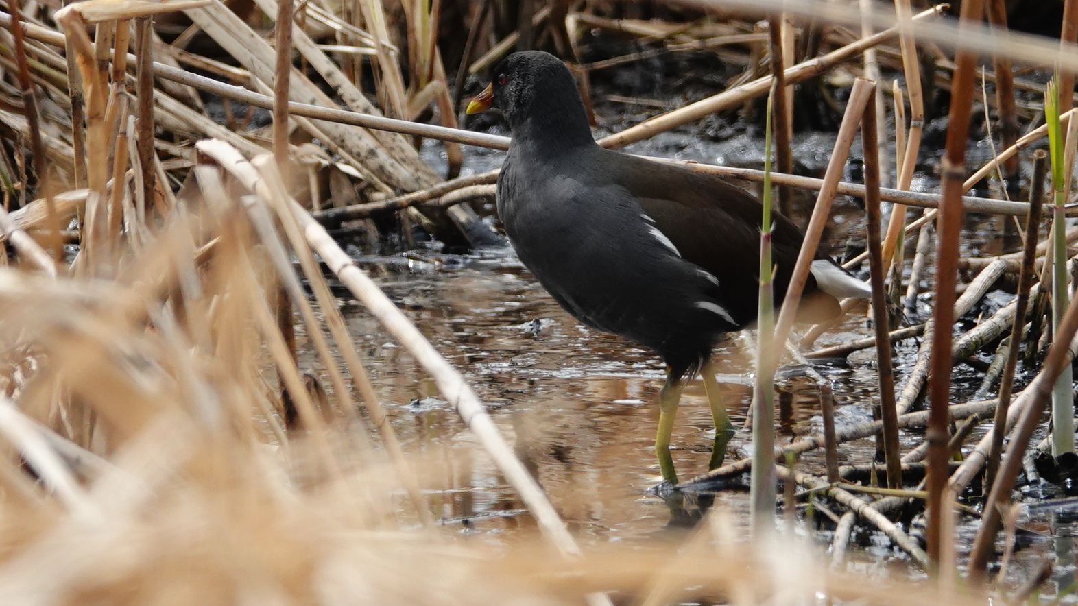野鳥 の記事一覧 アウトドア親爺の徒然日記 楽天ブログ