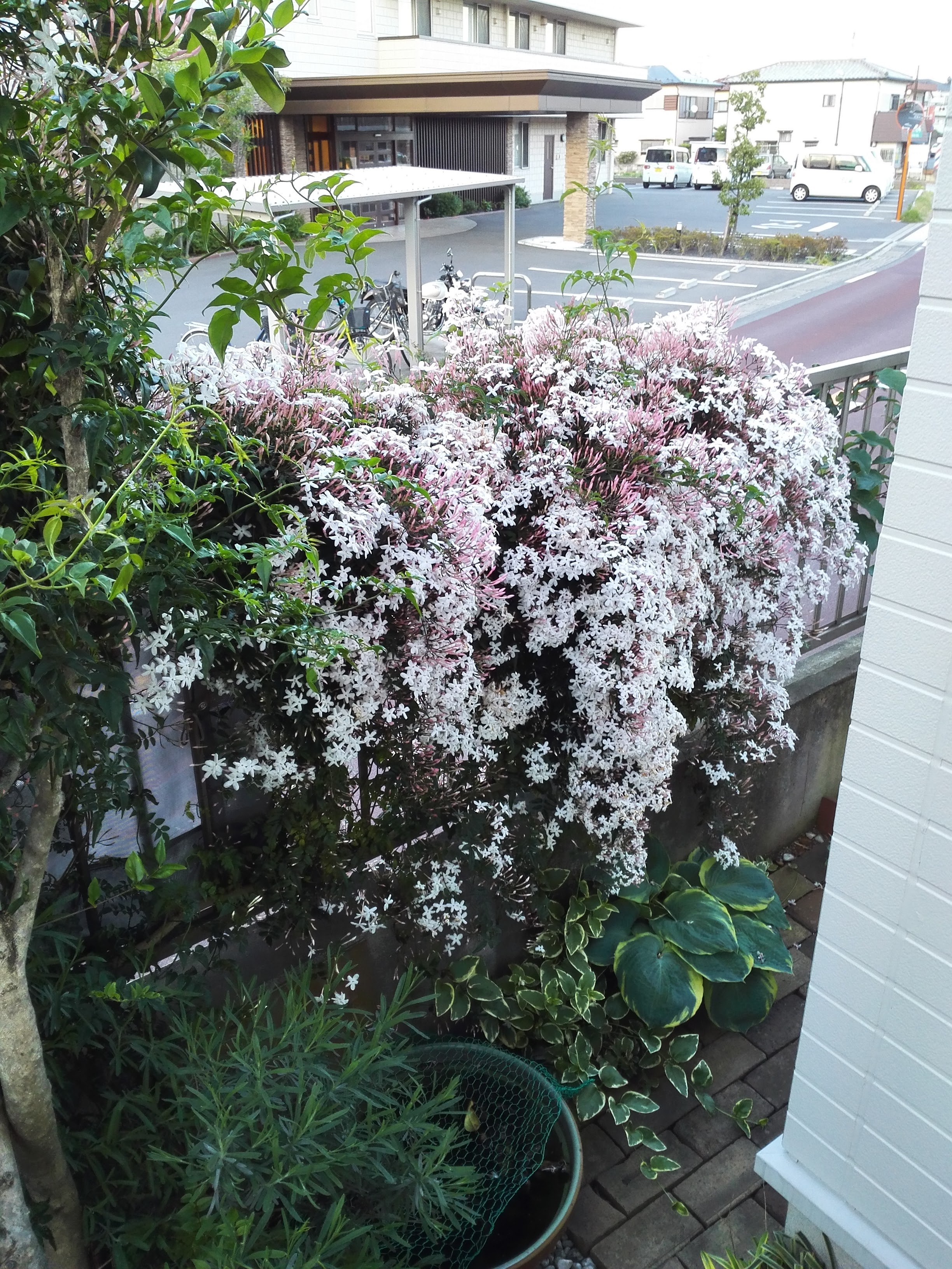 IMG_20160504_175320.jpg