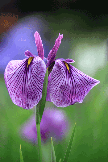 菖蒲2