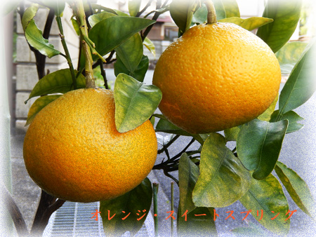 オレンジ