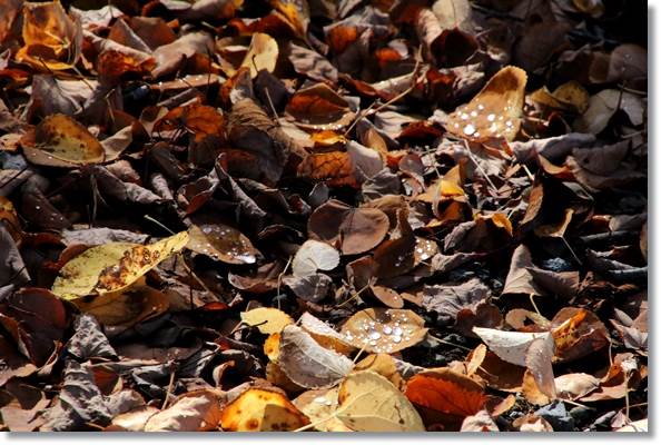 樹木公園-3 カツラの落ち葉-1 15.10.14