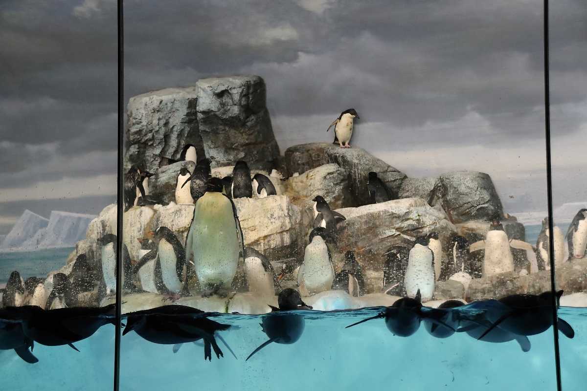 名古屋港水族館に行ってみた ～カメとペンギンの展示が凄過ぎ