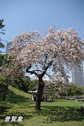 浜離宮恩賜庭園の八重桜