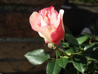 IMG_4214ss.jpg