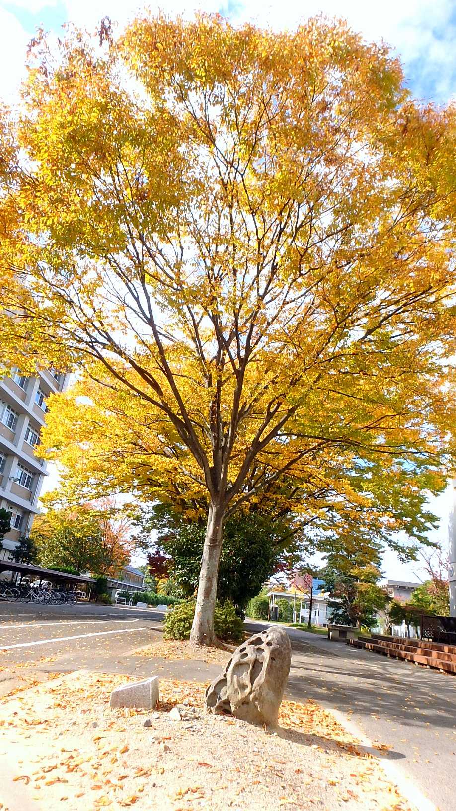 年版 岡大構内 の 紅葉 5 プラタナス ケヤキ イチョウ 楽天版じぶん更新日記 楽天ブログ