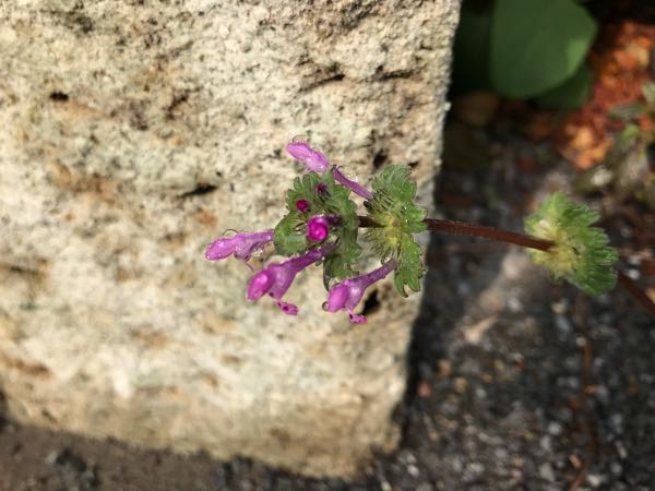 rblog-20190401163305-00.jpg