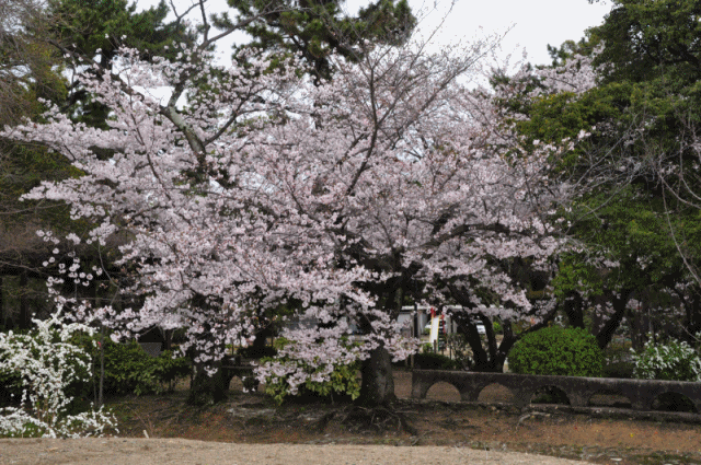 桜アニメ