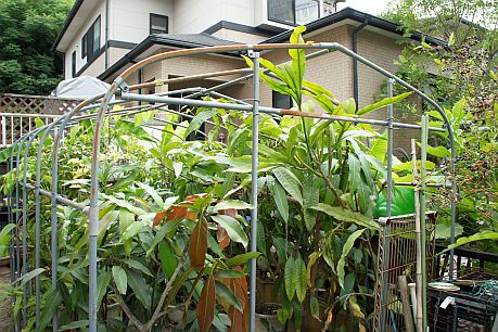 マンゴー剪定後