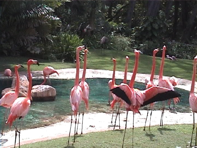 ホノルルズー（Ｈ０１‘）