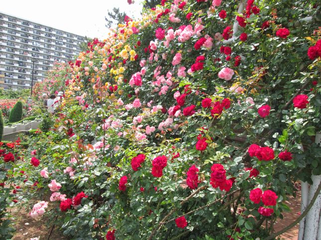 谷津バラ園1123.jpg