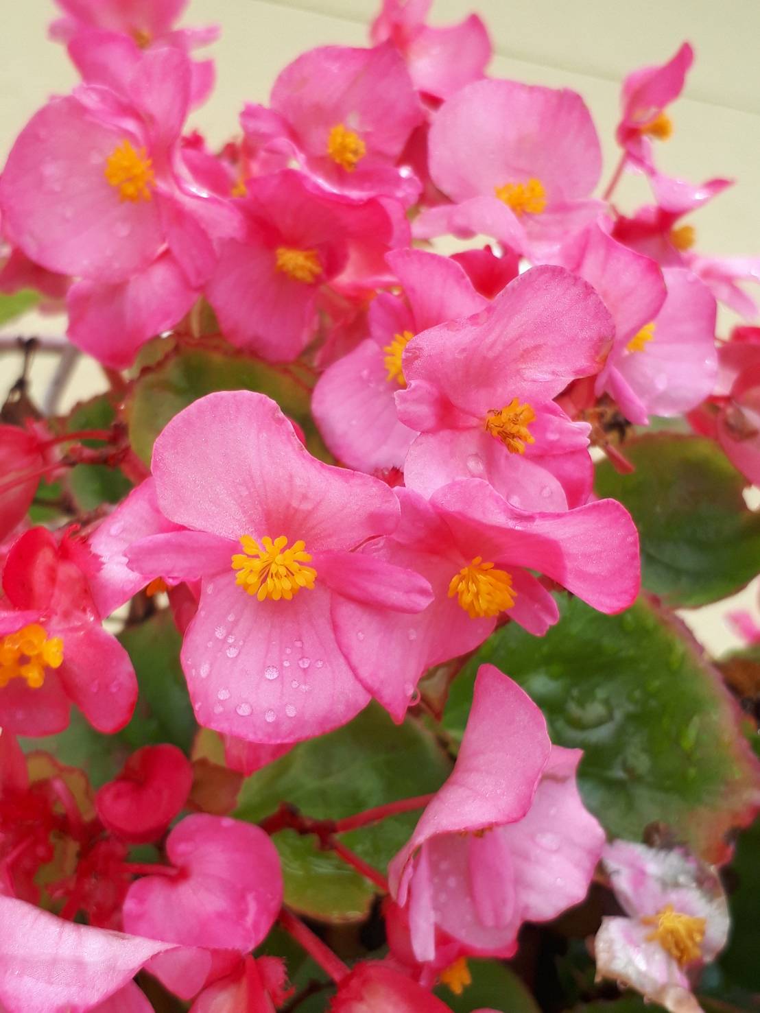 ベゴニア 花の写真 楽天ブログ