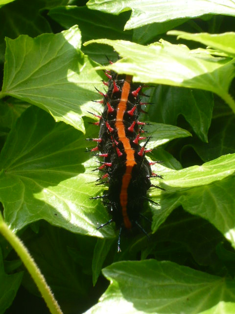 紫煙のゆらぎ の記事一覧 漫画家 写真家玉地俊雄 紫煙のゆらぎ 楽天ブログ