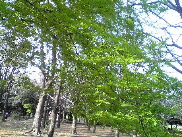 もみじ