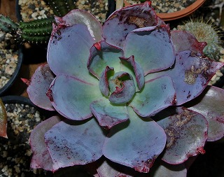DSC_4863.jpg