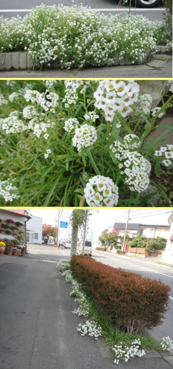 アリッサムが花盛り