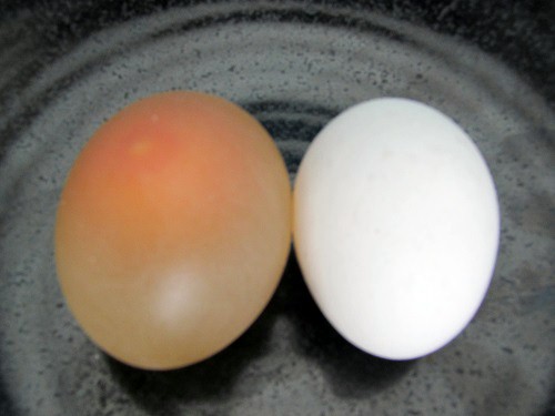 スケルトン卵と生卵