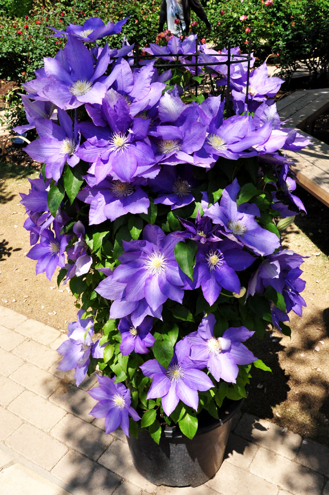 藤３
