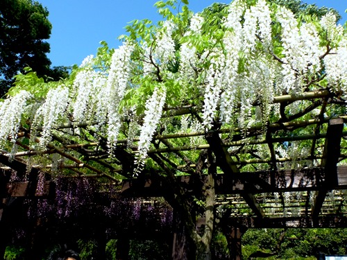 京都鳥羽の藤棚.jpg