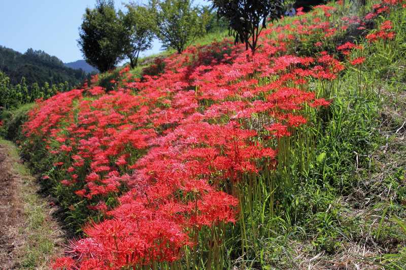 稲淵地区の彼岸花_06.jpg