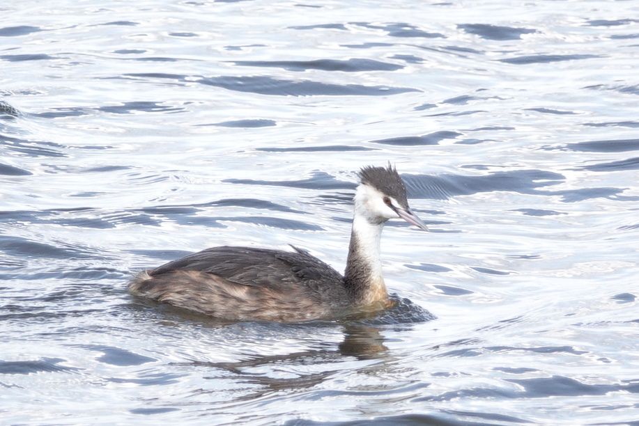 珍鳥だろうかカンムリカイツブリ アウトドア親爺の徒然日記 楽天ブログ